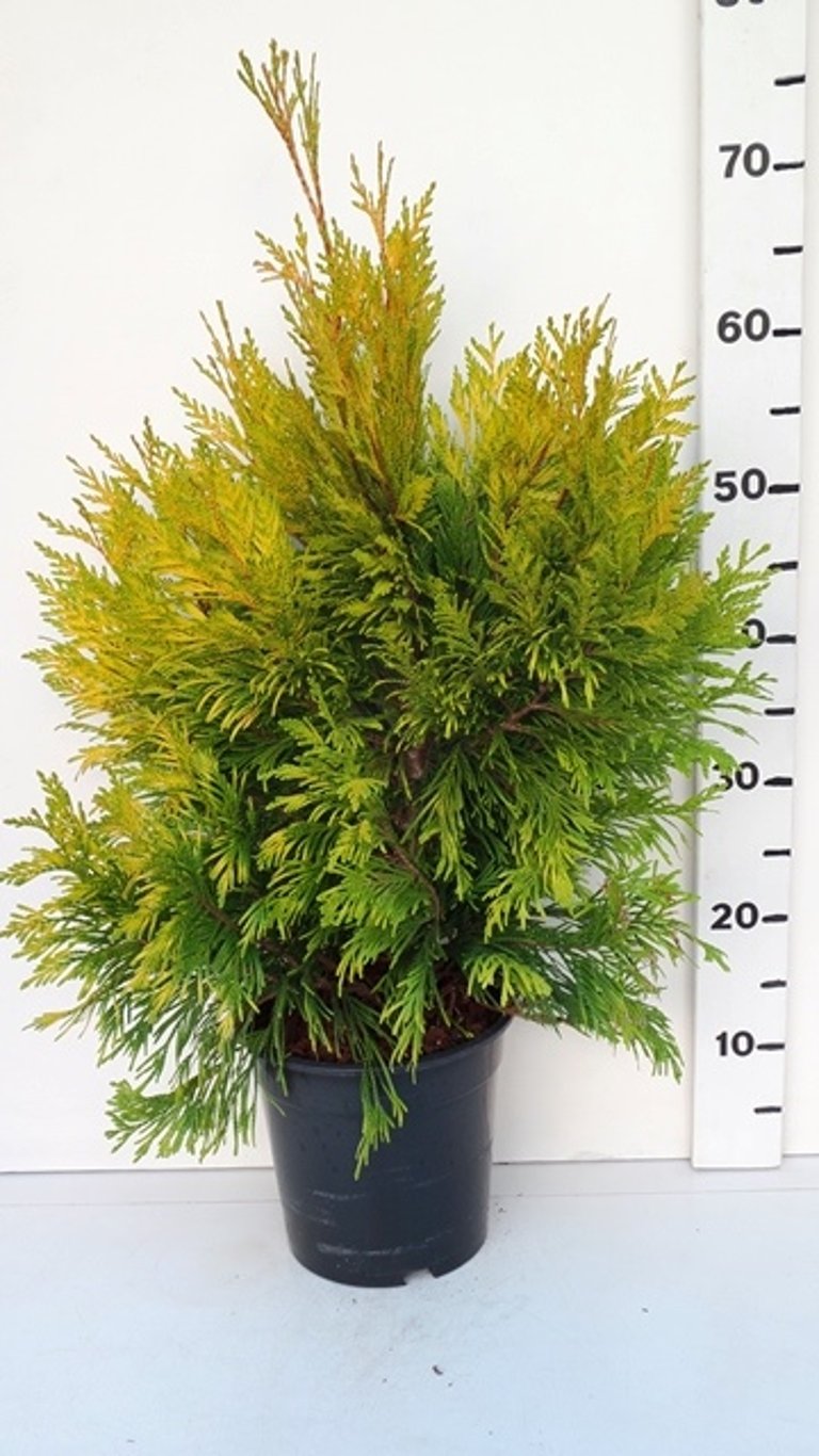 Thuja pl. '4ever' - C3 40-50 CM